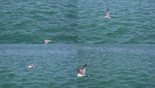 大海和天空中飞翔的海鸥自然风光高清在线视频素材下载