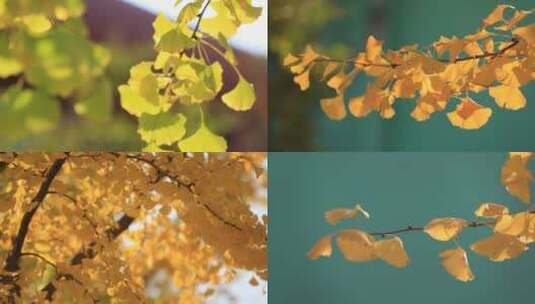 秋天银杏叶实拍唯美视频高清在线视频素材下载