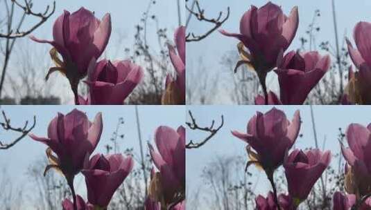 春天盛开的玉兰花特写高清在线视频素材下载