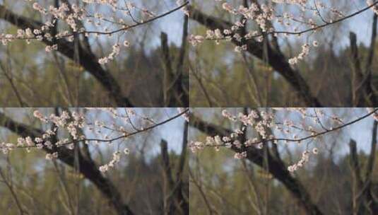北京春季春天颐和园的山桃花高清在线视频素材下载