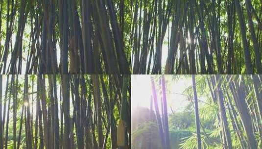 竹子、竹叶、竹林、山竹高清在线视频素材下载