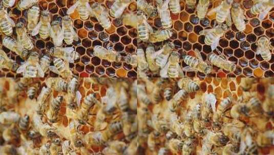 养蜂场蜂巢上蜜蜂特写镜头高清在线视频素材下载