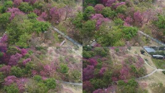 2023年3月南宁石门森林公园樱花航拍高清在线视频素材下载