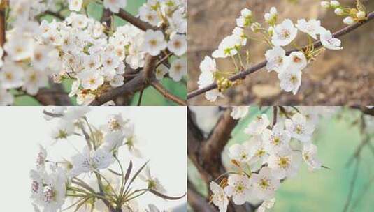 梨花 梨树 梨花盛开 白色的花 梨园高清在线视频素材下载