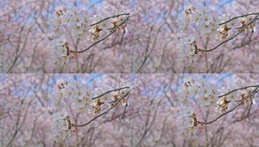 春天盛开的樱花树花朵随风摇曳高清在线视频素材下载
