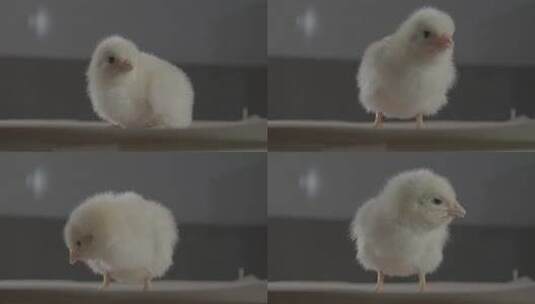 一只小鸡崽可爱的小鸡LOG高清在线视频素材下载