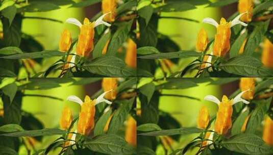 植物鲜花金苞花G高清在线视频素材下载