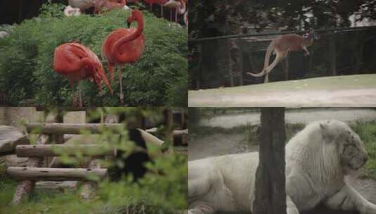 上海野生动物园动物合集高清在线视频素材下载