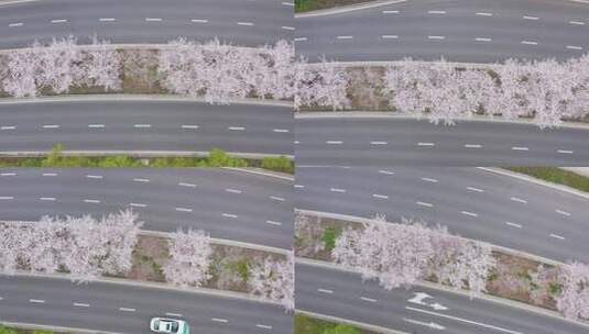 苏州树山地区春季原生态花开季节高清在线视频素材下载