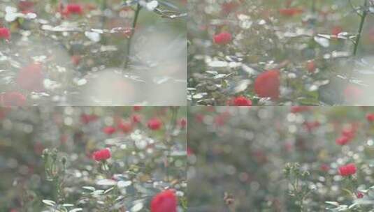 玫瑰蔷薇花逆光光斑浪漫氛围高清在线视频素材下载