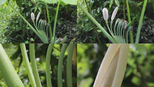 Z 4K 海芋 滴水观音 绿叶 植物 森林高清在线视频素材下载