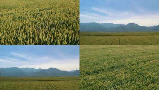 麦田航农田小麦农业丰收农作物田地乡村振兴高清在线视频素材下载