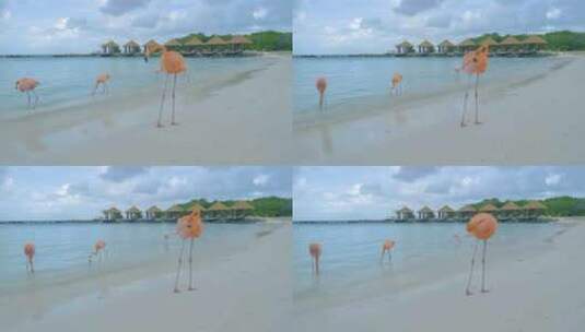度假村海滩上的粉色火烈鸟高清在线视频素材下载