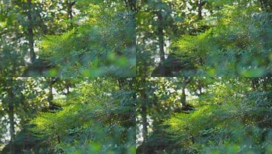 绿色植物空镜头高清在线视频素材下载