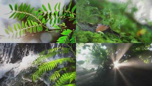 雨林 植物 微景观【商用需购买企业授权】高清在线视频素材下载