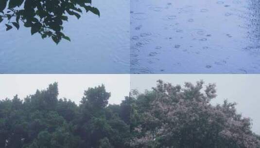 下雨中雨植物公园水花雨滴雨季高清在线视频素材下载