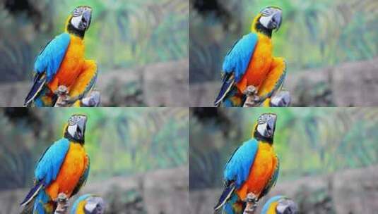 色彩鲜艳的鹦鹉高清在线视频素材下载