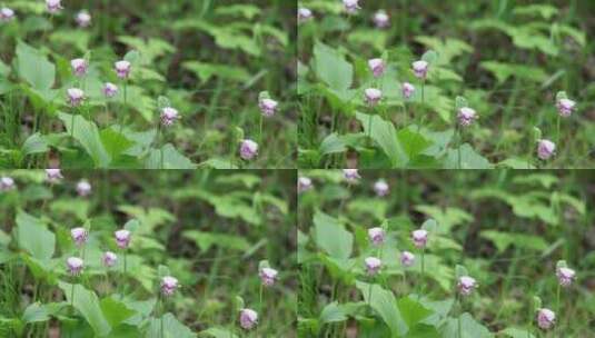 珍稀野生药用植物：斑花杓兰高清在线视频素材下载