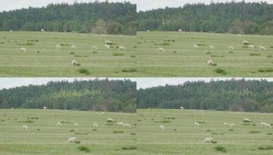 大草原上吃草的羊群高清在线视频素材下载