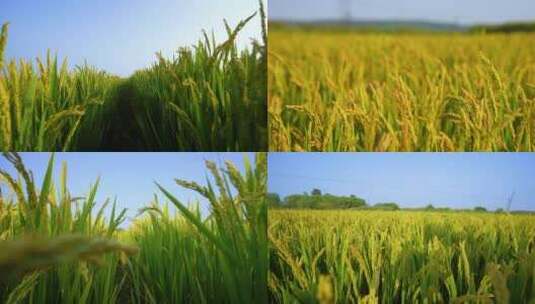 稻田 稻穗 农业高清在线视频素材下载