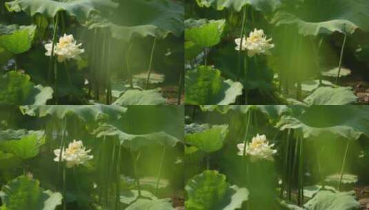 夏日里的一朵白莲花高清在线视频素材下载