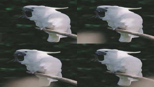 白色鹦鹉站在树枝上觅食高清在线视频素材下载