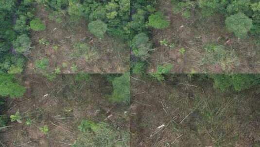 被砍伐的热带雨林高清在线视频素材下载