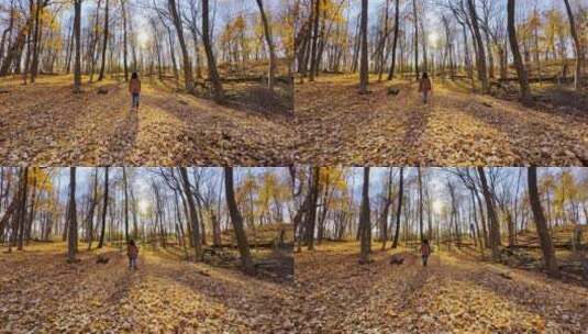 秋天阳光明媚的森林里散步的女孩高清在线视频素材下载