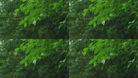 下雨绿叶雨滴高清在线视频素材下载