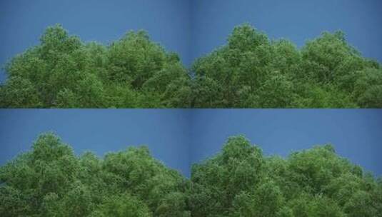 蓝天下风吹的绿树高清在线视频素材下载