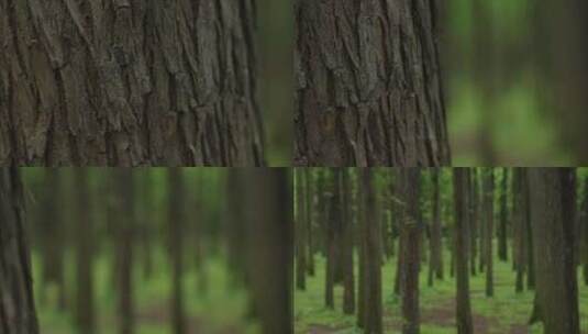 自然-树林-茂密-横移-变焦-特写高清在线视频素材下载