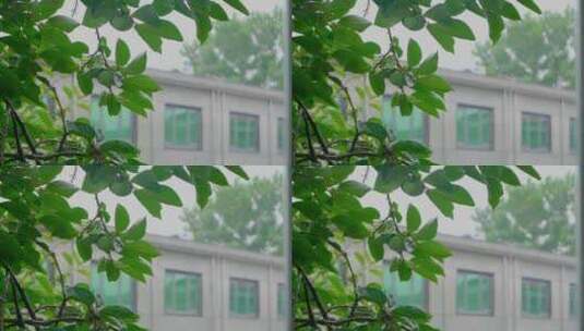 农村中式庭院柿子树下雨高清在线视频素材下载