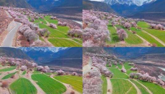 航拍西藏林芝雪山脚下峡谷桃花林公路 高清在线视频素材下载