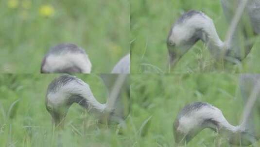 云南普洱丹顶鹤在土中寻找食物特写高清在线视频素材下载