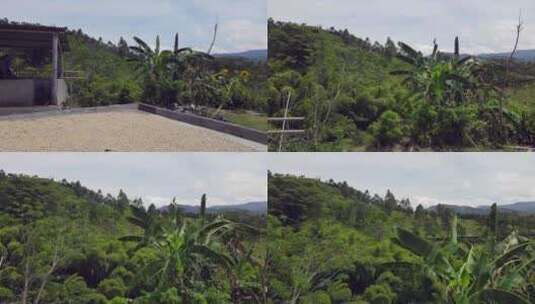 南美洲哥伦比亚的咖啡种植园高清在线视频素材下载
