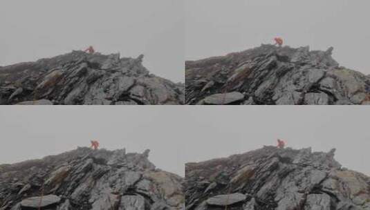 登顶川西格聂山区阿萨贡格雪山的登山者高清在线视频素材下载