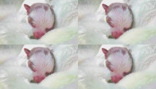 刚刚出生的小奶狗可爱高清在线视频素材下载
