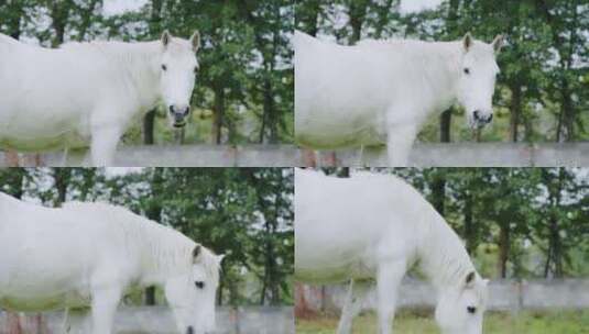 户外草原白色骏马吃草高清在线视频素材下载