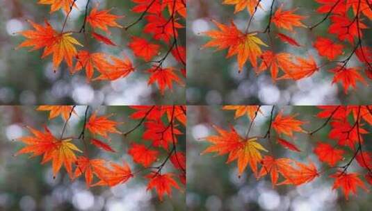 秋天唯美的枫树枫叶，秋色秋景的氛围感高清在线视频素材下载