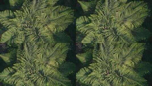 针叶 松树 自然阳光高清在线视频素材下载