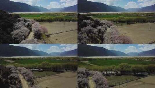 航拍西藏林芝尼洋河畔桃花田园高清在线视频素材下载