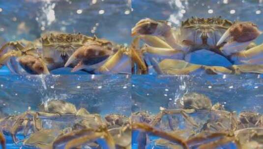 超市海鲜区海蟹螃蟹原素高清在线视频素材下载