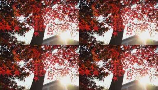 逆光屋檐下的红枫光影秋意氛围高清在线视频素材下载