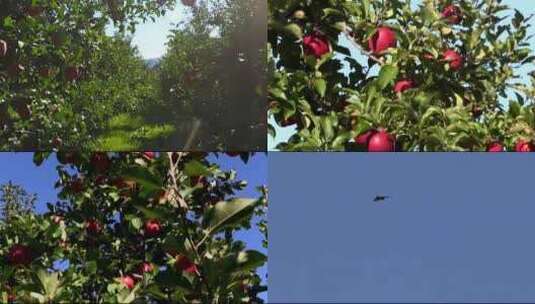 苹果 种植园 唯美 风光片 苹果园 果树高清在线视频素材下载