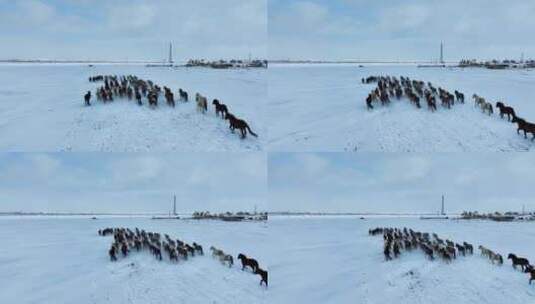 航拍呼伦贝尔冬季草原蒙古马-77高清在线视频素材下载