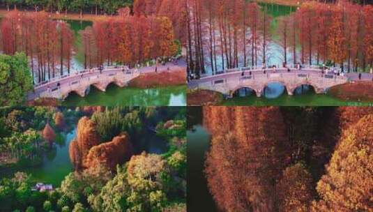 广州华南国家植物园冬日落羽杉航拍4K视频高清在线视频素材下载