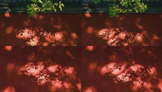 故宫的红墙树荫树影光影晃动高清在线视频素材下载