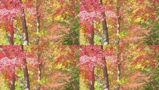 秋天阳光下红色的枫叶高清在线视频素材下载