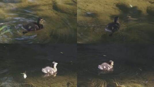 鸭子绿头鸭水中游高清在线视频素材下载