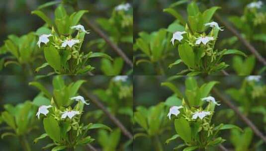 海南春天野生海芒果盛开的白花高清在线视频素材下载